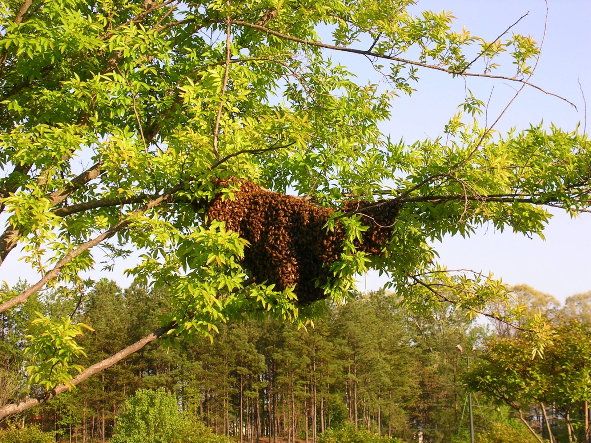 Dances With Bees