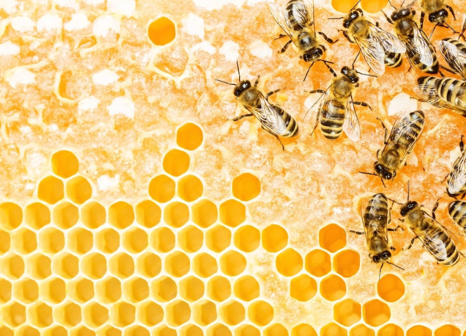 Dances With Bees photo 28