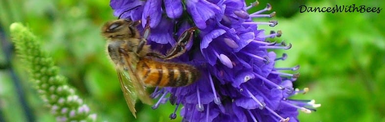 Dances With Bees photo 29
