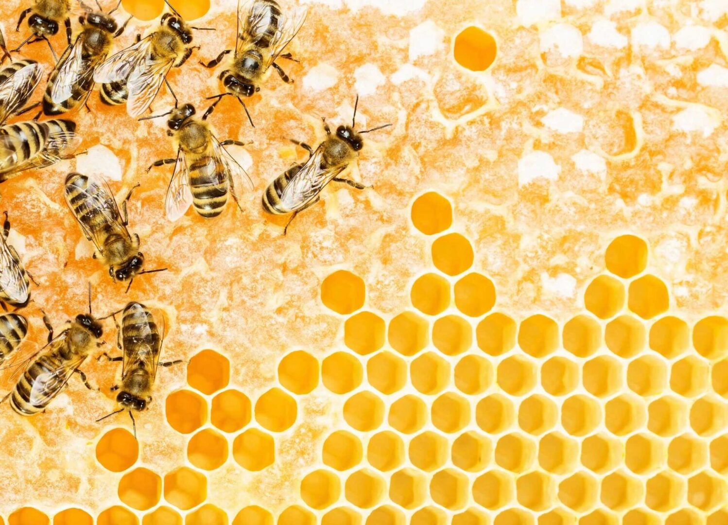 Dances With Bees photo 27