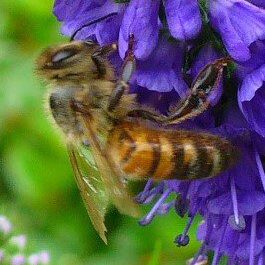 Close-up of bee on purple bloom